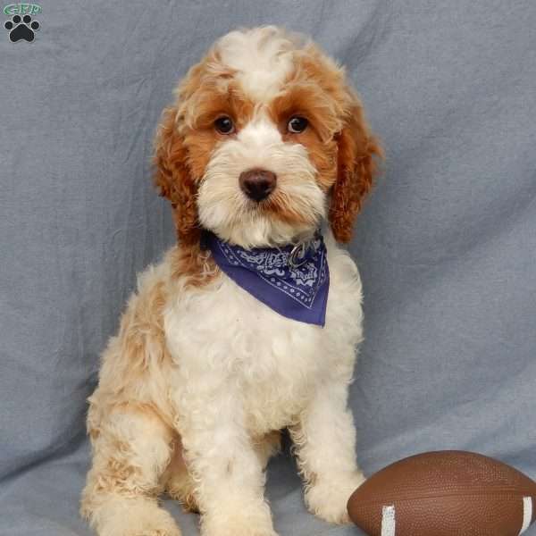 Chase, Cockapoo Puppy